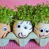 How to grow Cress Egg Heads